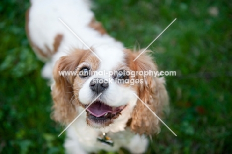 cavalier king charles smiling on grass