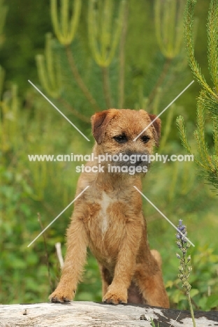 Border Terrier (aka coquetdale, reedwater terrier)