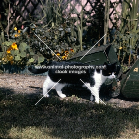 ch pathfinders barry, bi-coloured short hair cat, black and white, walking past lawn mower