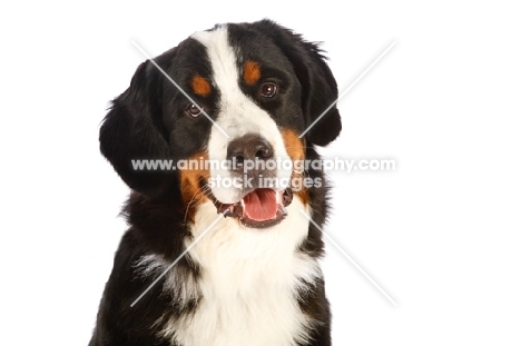 Bernese Moutnain Dog 