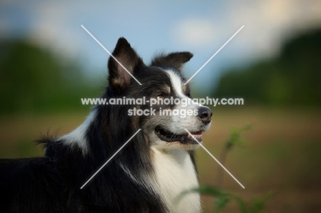 black tricolor australian shepherd in a natural environment, portrait