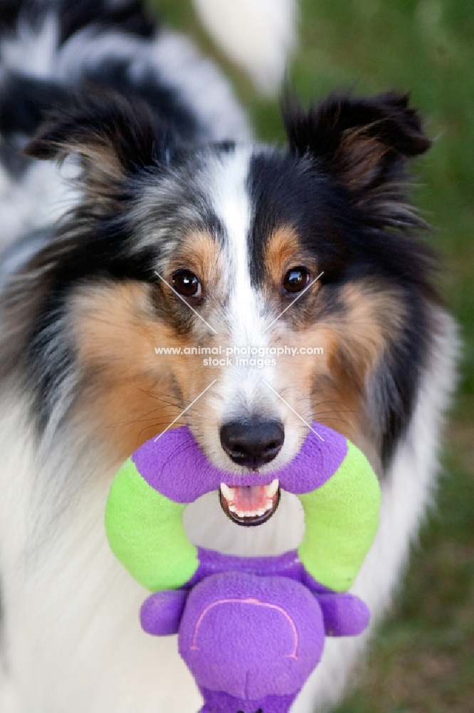 shetland sheepdog holding toy in mouth