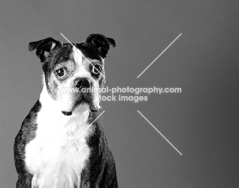 Boston Terrier on grey background