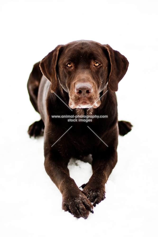 Chocolate Labrador laying in snow