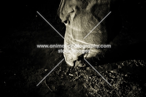 canadian sport horse drinking from pond