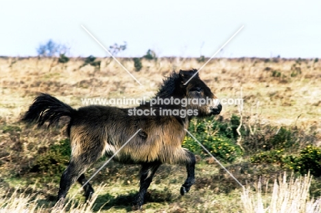 exmoor pony trotting on exmoor heathland