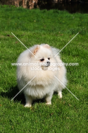 Miniature German Spitz looking away