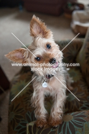yorkshire terrier tilting head with paws up on arm of chair