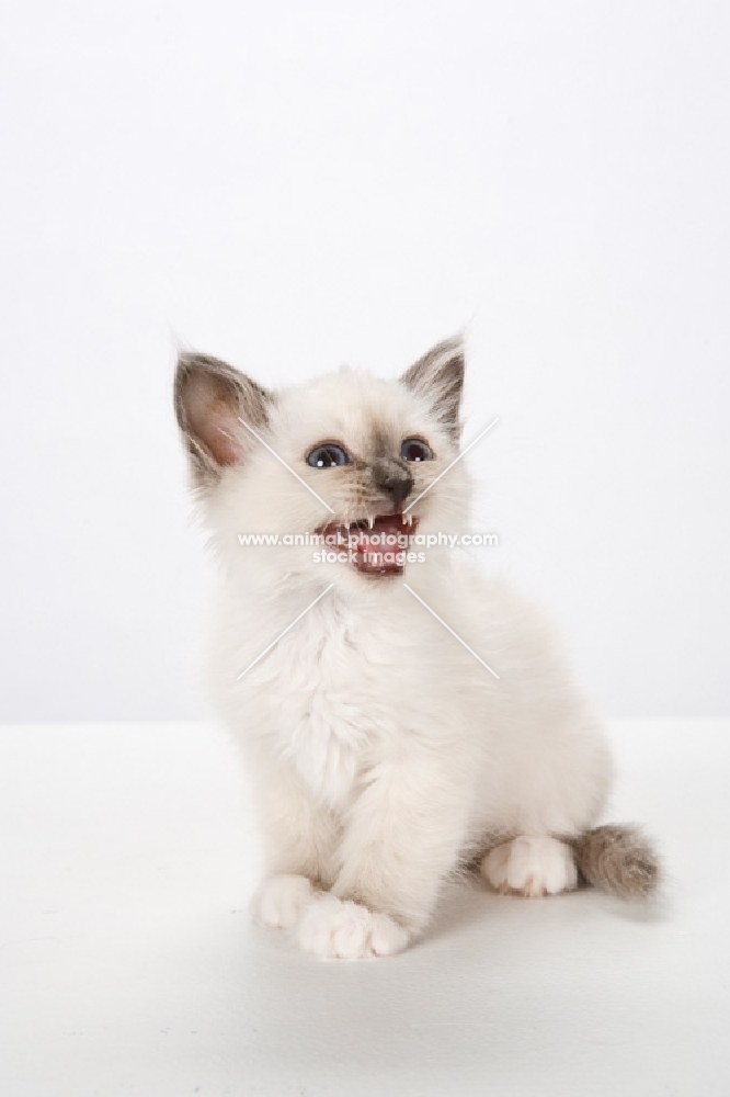 Birman kitten, meowing