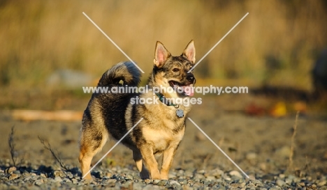 Swedish Vallhund standing near shore