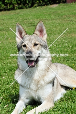 Tamaskan lying down on grass