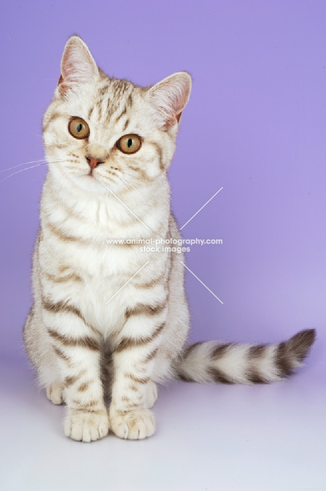 chocolate tabby british shorthair cat