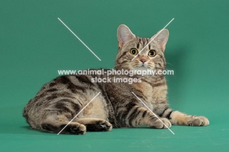 Silver Classic Tabby Manx cat