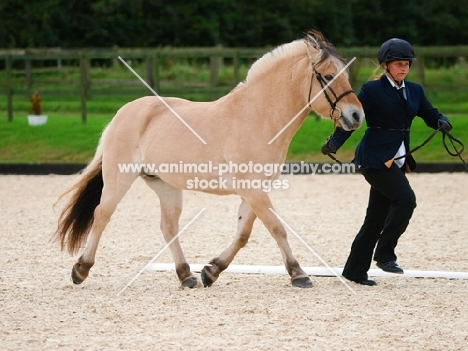 Fjord pony trotting up in-hand