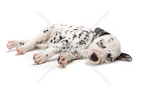 resting Damatian puppy