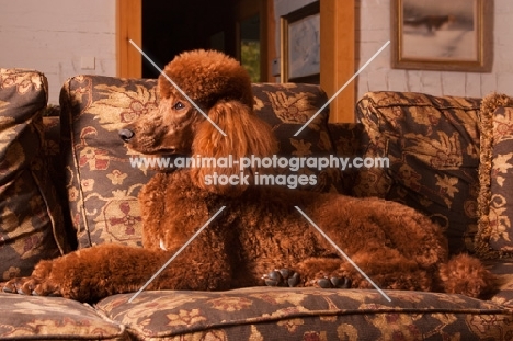 red standard Poodle resting on couch