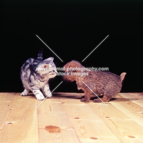 silver tabby kitten and norfolk terrier puppy meeting