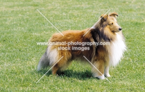 Shetland sheepdog, posed