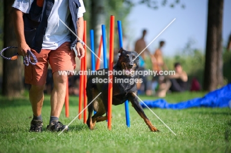 Beauceron training in agility, doing slalom