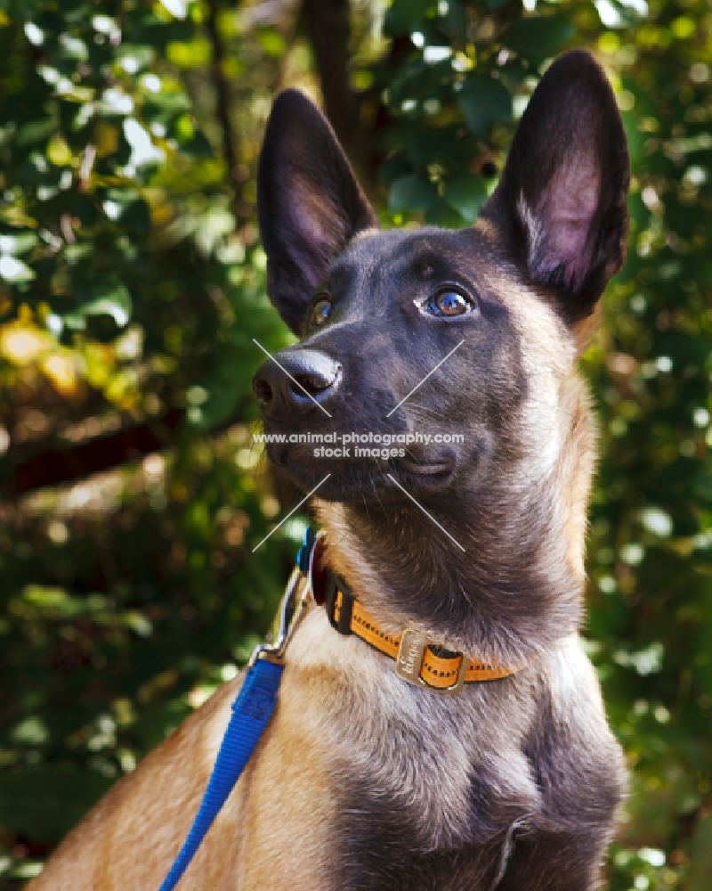 Belgian Malinois puppy