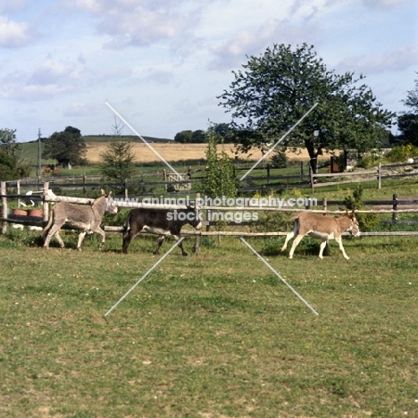 three donkeys cantering and trotting