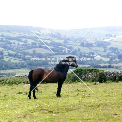 dartmoor pony stallion full body 