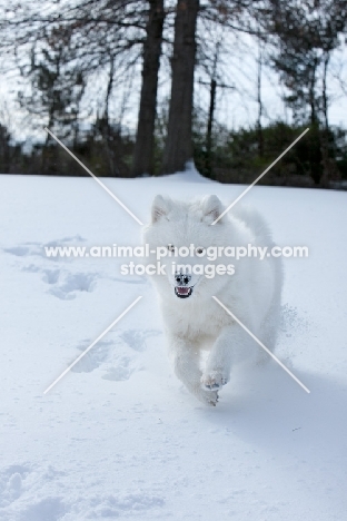 young Samoyed walking in snow
