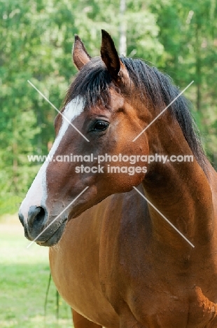 one thoroughbred in green field with trees