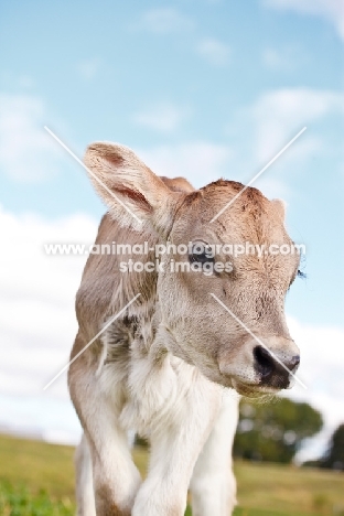 Swiss brown calf