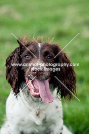 English Springer Spaniel