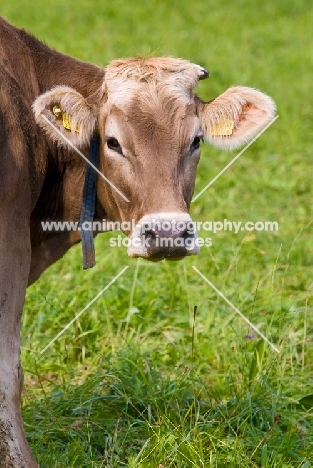 Brown Swiss cow in Switzerland