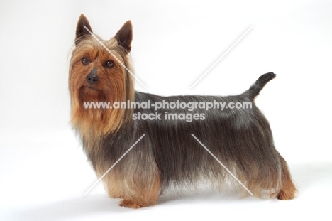 blue and tan Australian Champion Silky Terrier