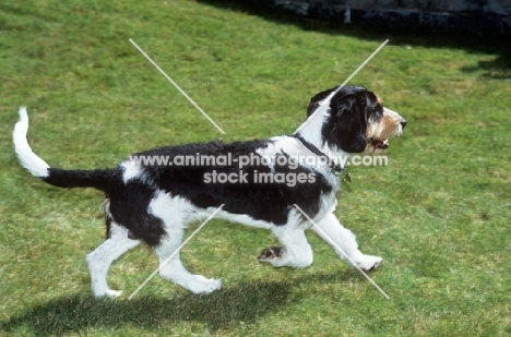 berner niederlaufhund, rauhaar, trotting across grass