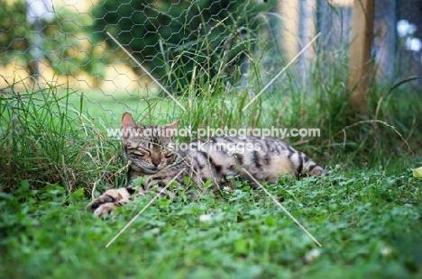 pregnant bengal cat resting in the grass