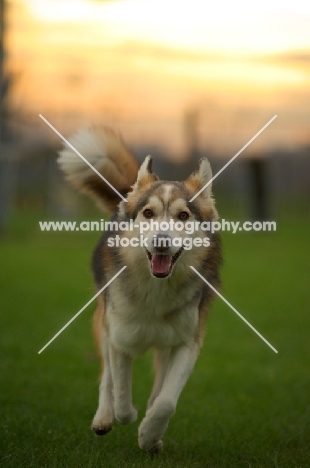 beautiful husky mix running in a field of grass, sunset in the background