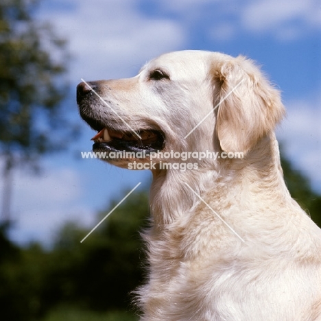 golden retriever from westley, portrait,