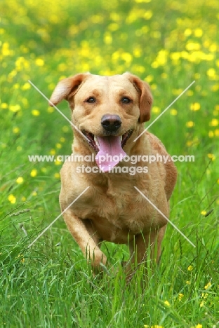 Labrador in summer