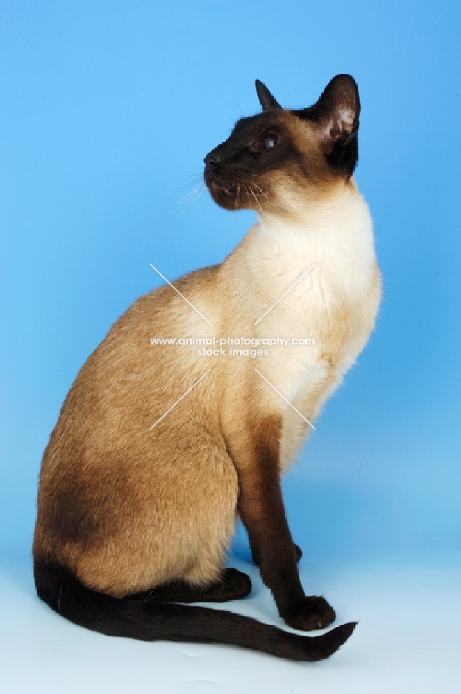 seal point siamese cat