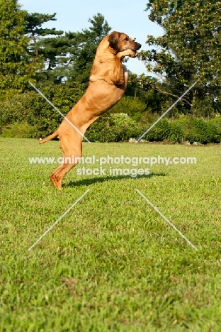 Rhodesian Ridgeback jumping up