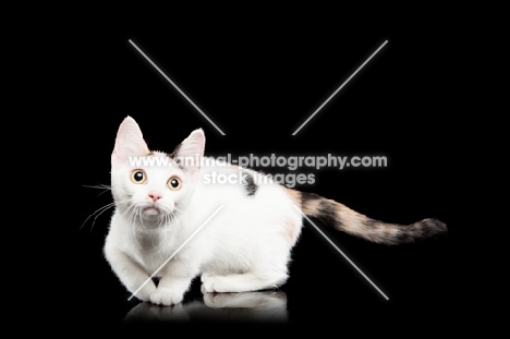 shorthaired Bambino cat on black background