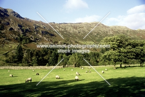 flock of sheep in the lake district