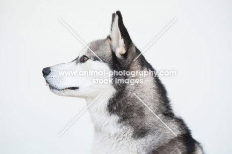 Siberian Husky on white background