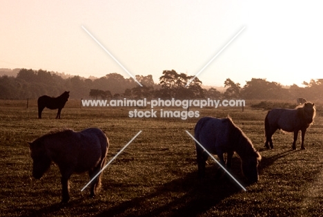 ponies at the break of day