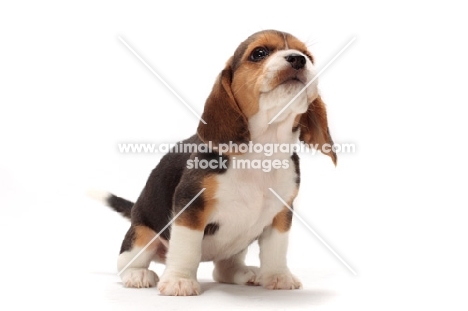 Beagle puppy sitting on white background