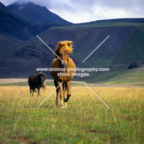 Iceland horses walking to camera at Kalfstindar