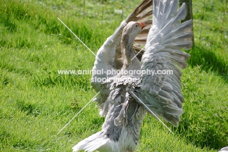 Steinbacher with wings spread