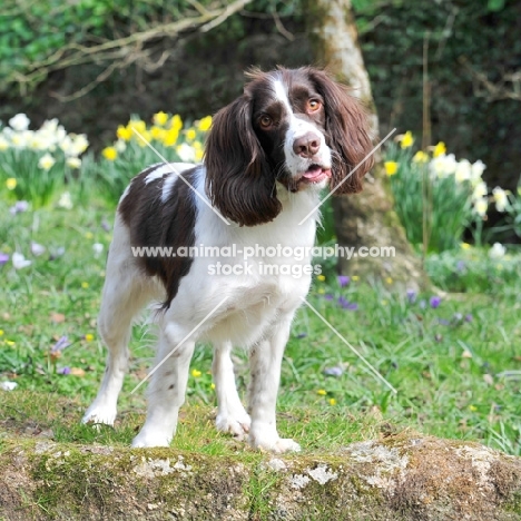 cute English Springer Spaniel