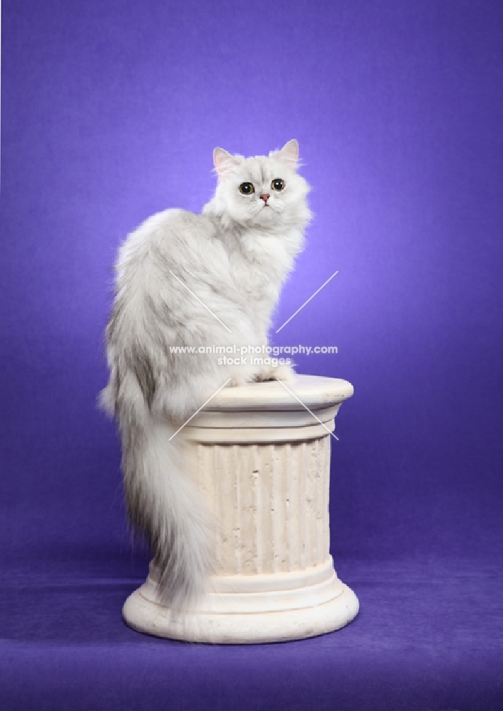 One year old Shaded Silver Persian female, sitting on short Corinthian column, looking at camera.