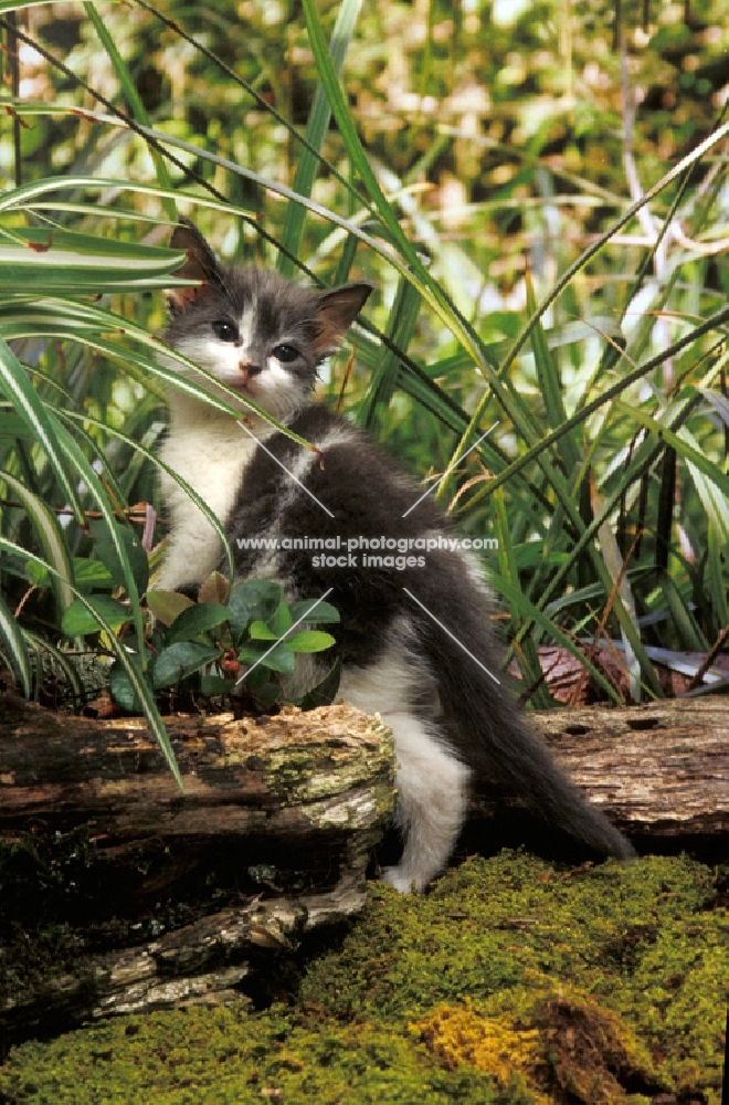 non pedigree kitten standing on log