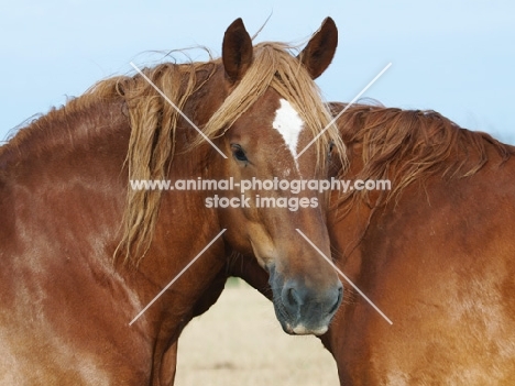 Suffolk Punch